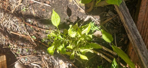 Identificação da planta Pimenta por foto