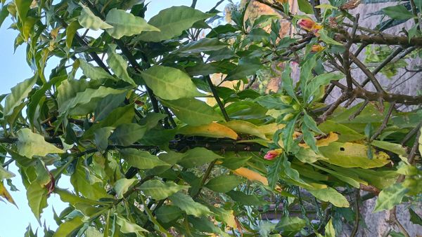 Identificação da planta Rosa-de-pedra por foto