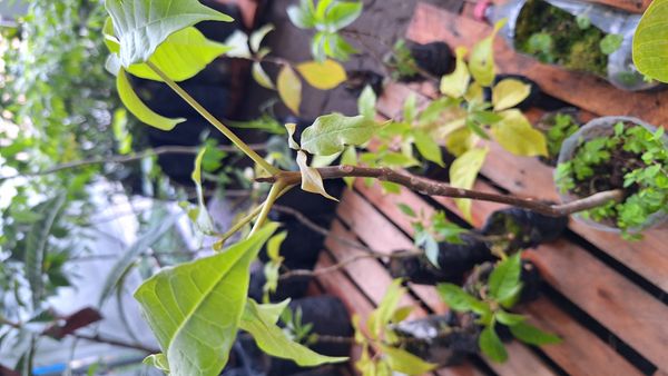 Identificação da planta Ipê Rosa por foto