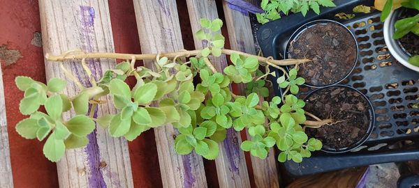 Identificação da planta Coração-roxo por foto