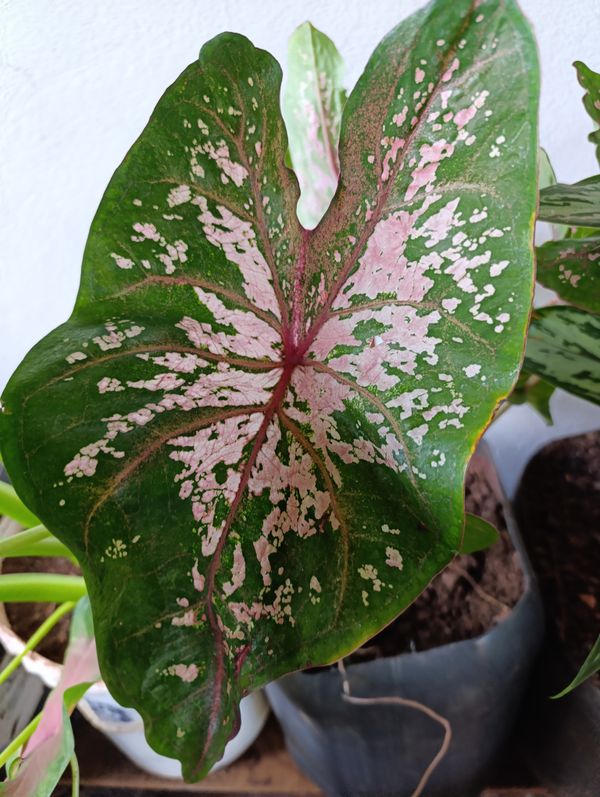 Identificação da planta Tinhorão por foto