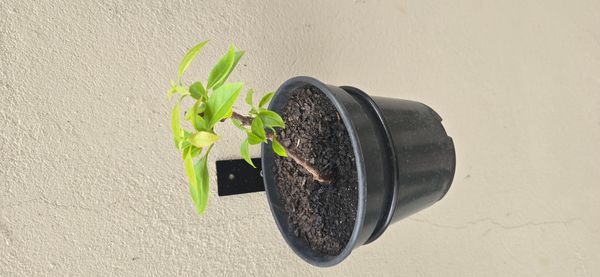 Identificação da planta Primavera por foto