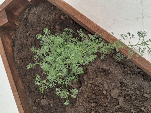 Identificação da planta Abrótano por foto