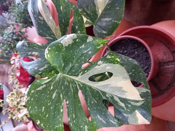 Identificação da planta Monstera deliciosa por foto