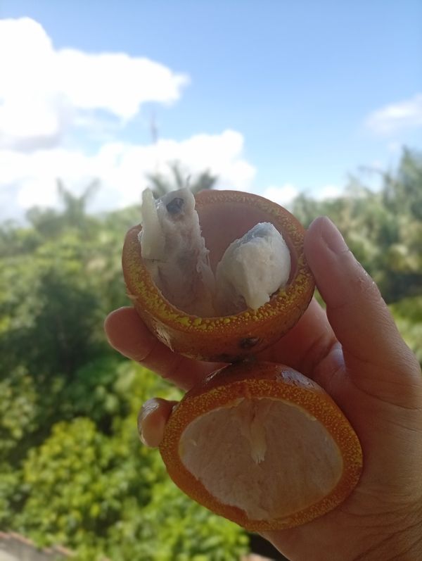 Identificação da planta Achachairu por foto