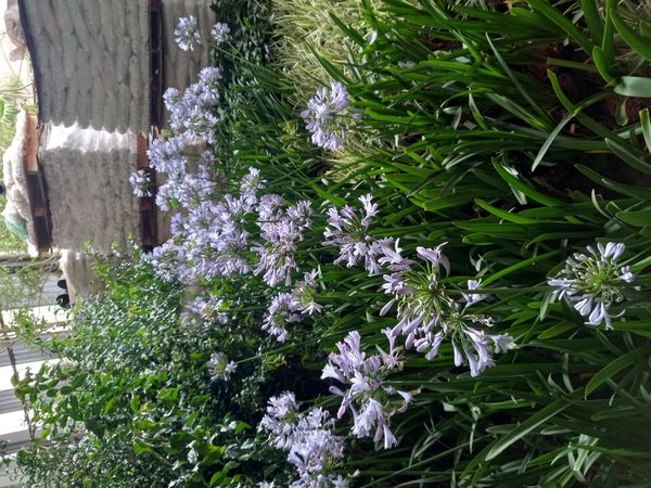 Identificação da planta Lírio-do-Nilo por foto