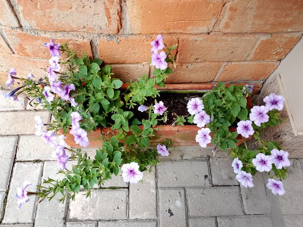 Identificação da planta Petunia por foto