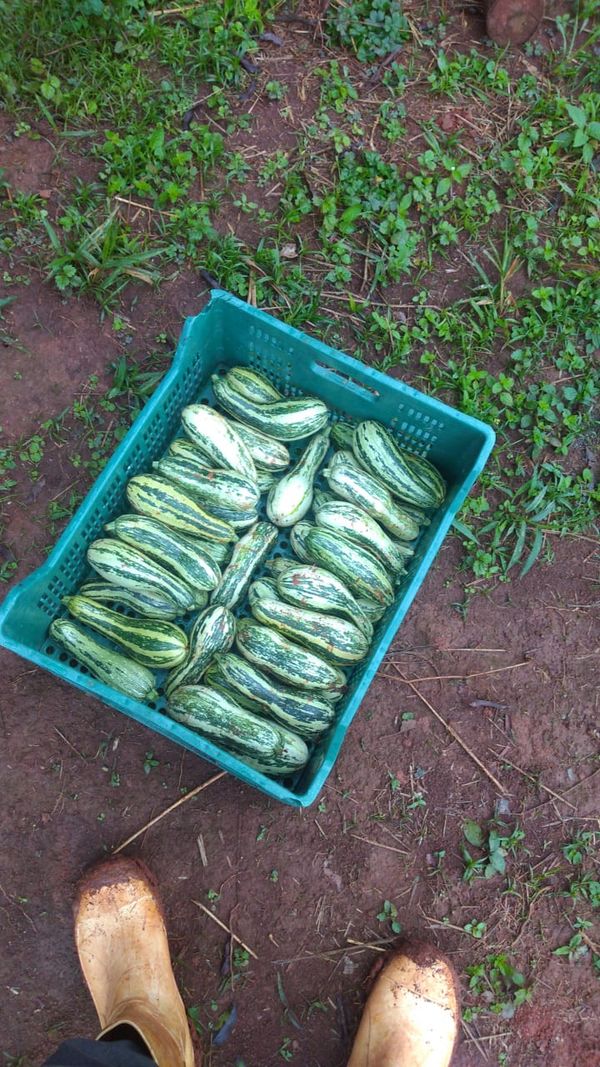 Identificação da planta Abóbora por foto