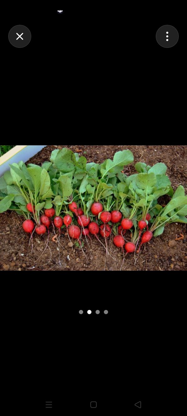 Identificação da planta Nabo-bravo por foto
