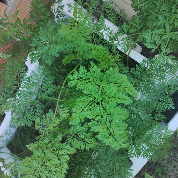 Identificação da planta Cenoura por foto