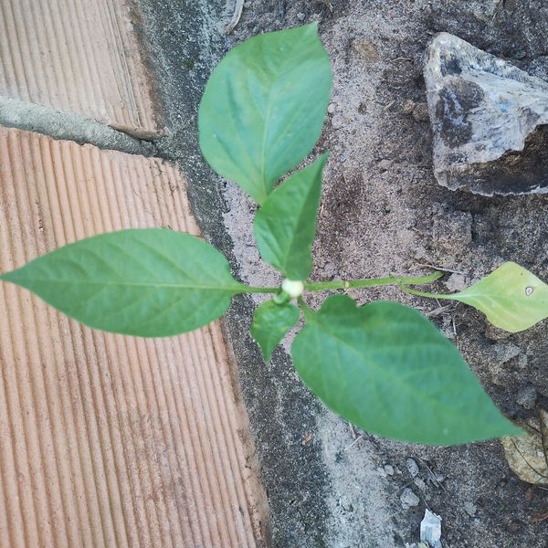 Identificação da planta Pimenta por foto