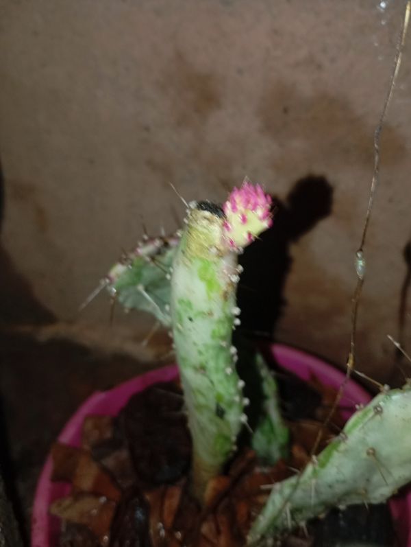 Identificação da planta Palma por foto