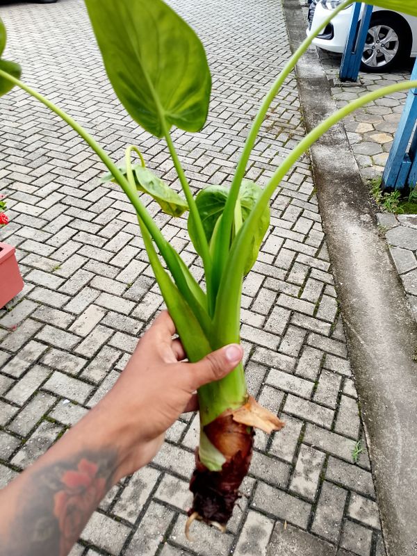 Identificação da planta Orelha de Elefante por foto