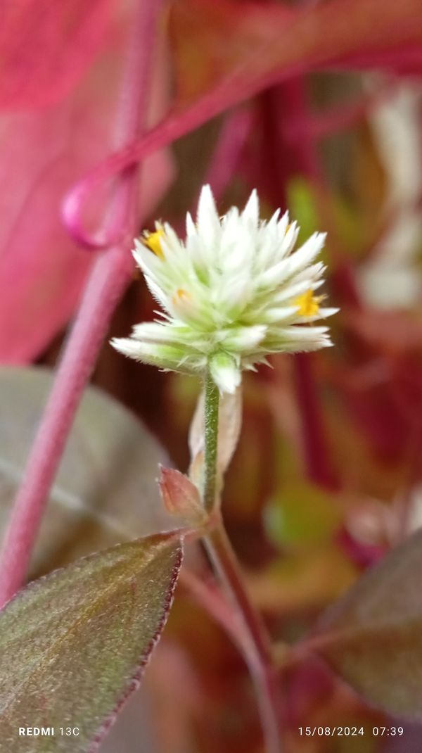 Identificação da planta Periquito por foto