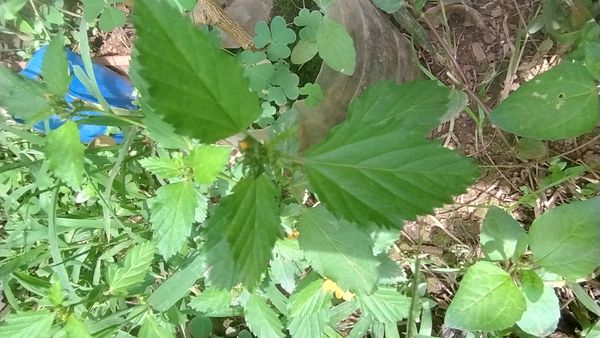 Identificação da planta Malva-branca por foto