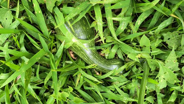Identificação da planta Abóbora por foto