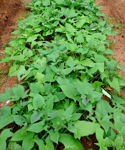 Identificação da planta Batata-doce por foto