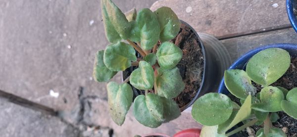 Identificação da planta Violeta por foto