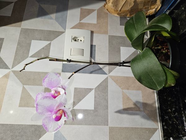 Identificação da planta Orquídea-Phalaenopsis por foto