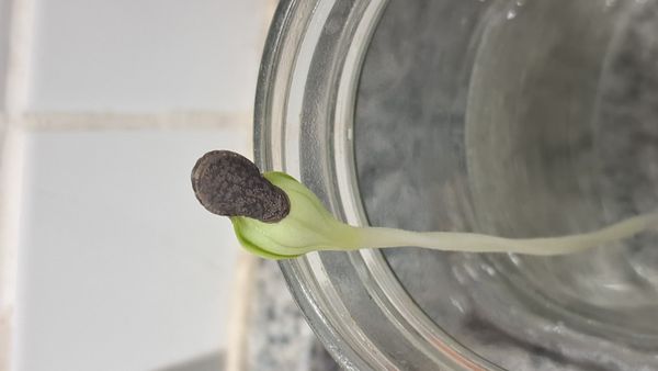 Identificação da planta Dragão Prateado por foto