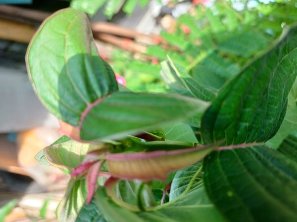 Identificação da planta Bico-de-papagaio por foto