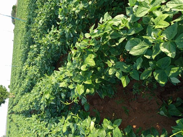 Identificação da planta Feijão-caupi por foto