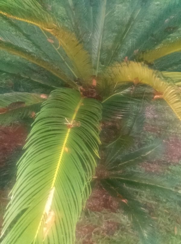 Identificação da planta Sagu-de-jardim por foto