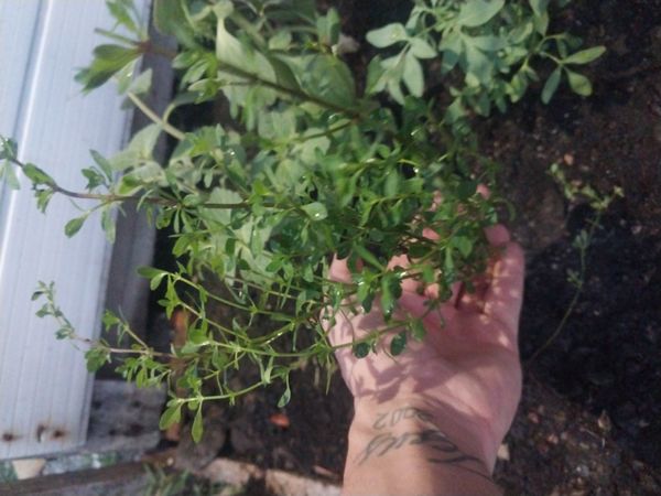 Identificação da planta Ludwigia arcuata por foto