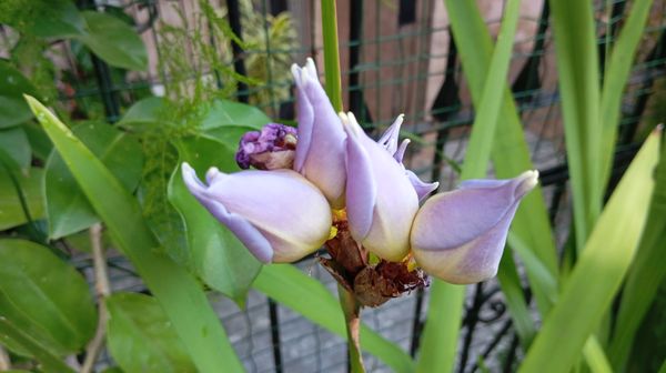 Identificação da planta Sete-sangrias por foto