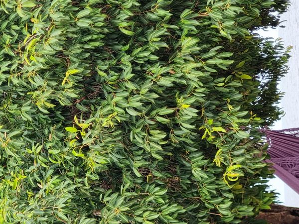 Identificação da planta Jamelão por foto