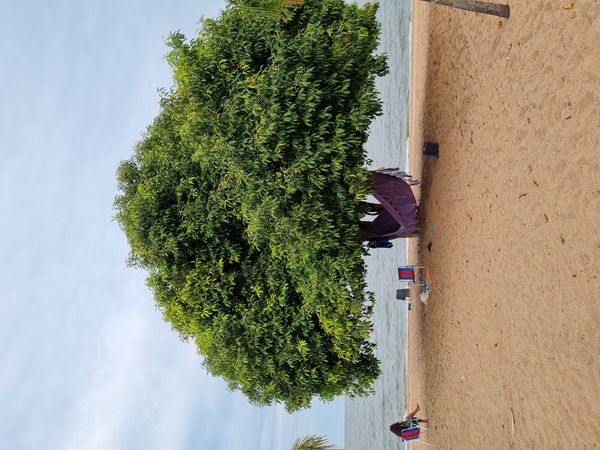 Identificação da planta Árvore por foto