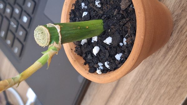 Identificação da planta Bambu da Sorte por foto