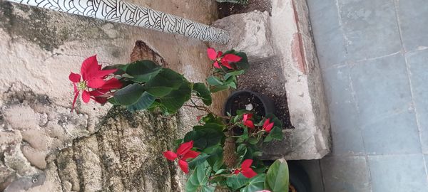 Identificação da planta Bico-de-papagaio por foto