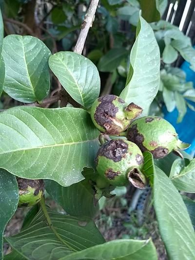 Identificação da planta Goiabeira por foto