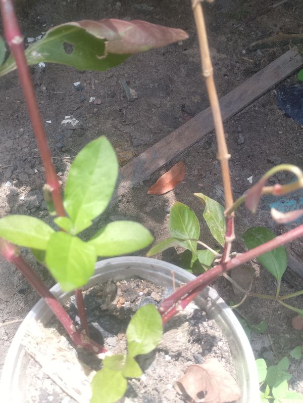 Identificação da planta Penicilina por foto