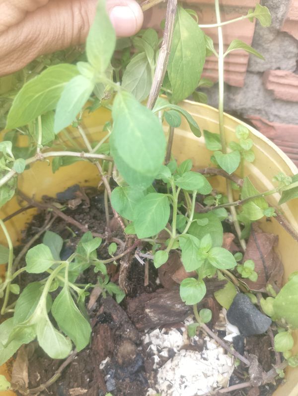 Identificação da planta Manjericão por foto