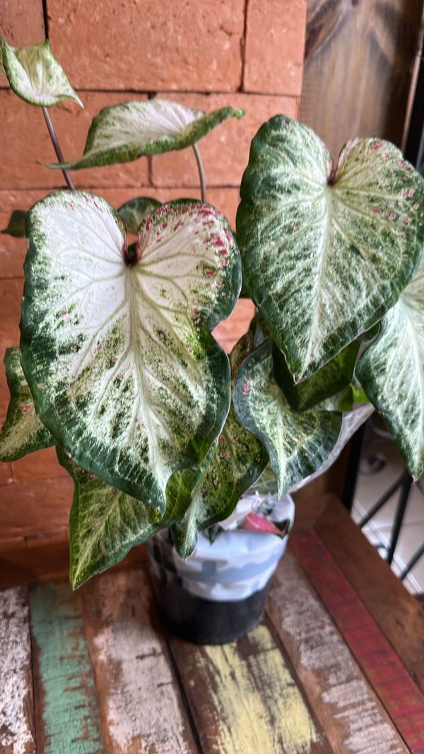 Identificação da planta Tinhorão por foto
