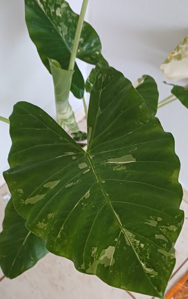 Identificação da planta Orelha de elefante por foto