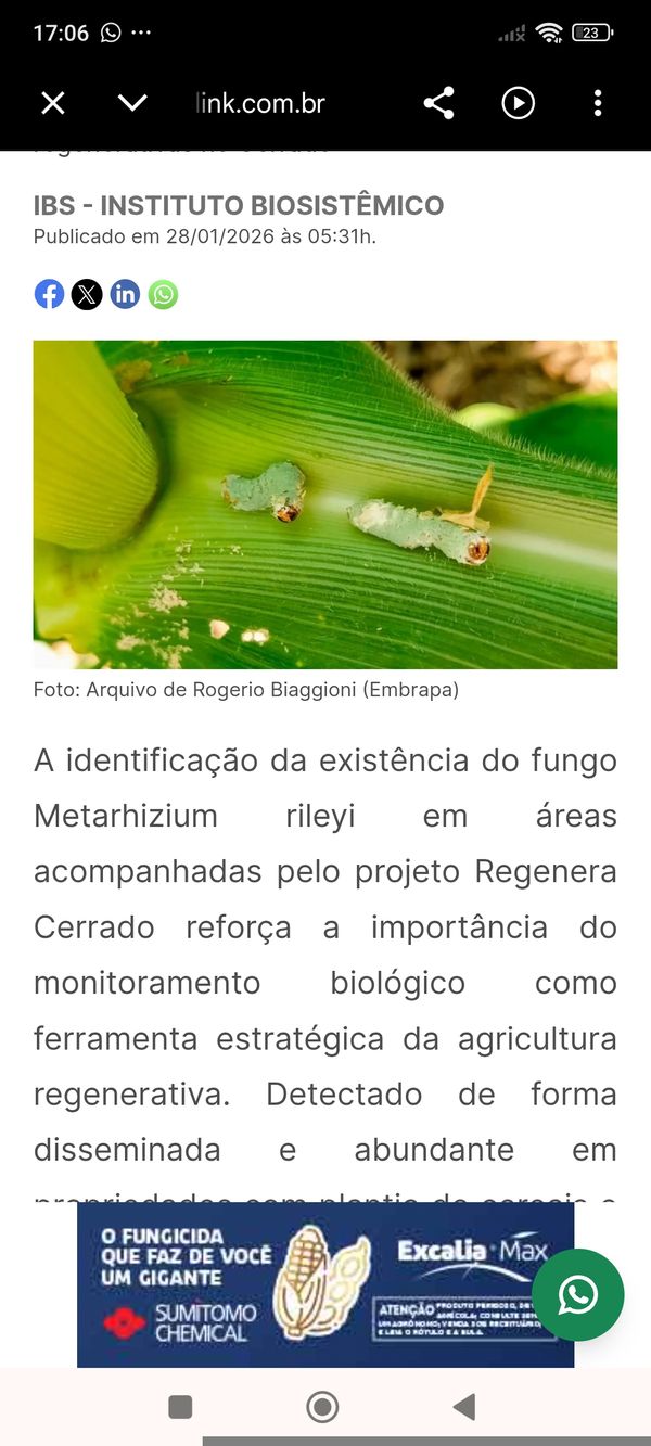 Identificação da planta Milho por foto
