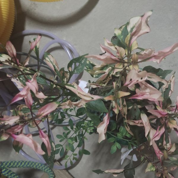 Identificação da planta Enxerida-Verdejante por foto