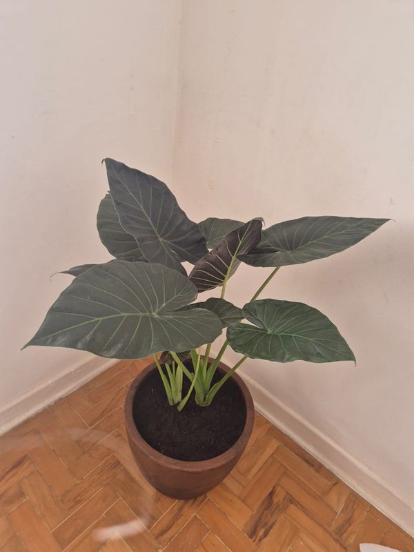 Identificação da planta Alocásia por foto