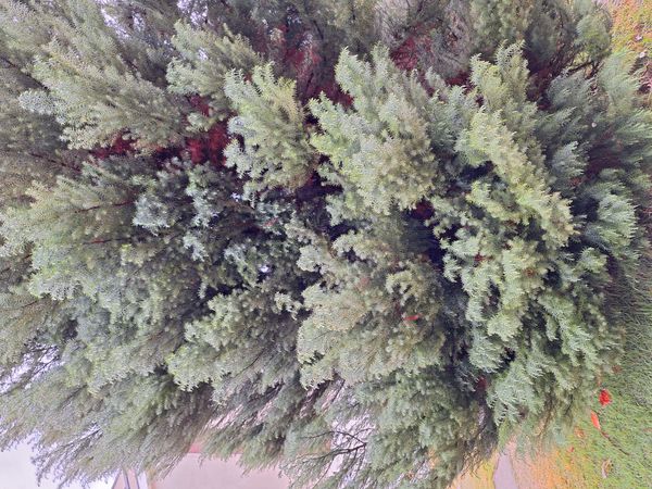 Identificação da planta Pinheiro-do-japão por foto