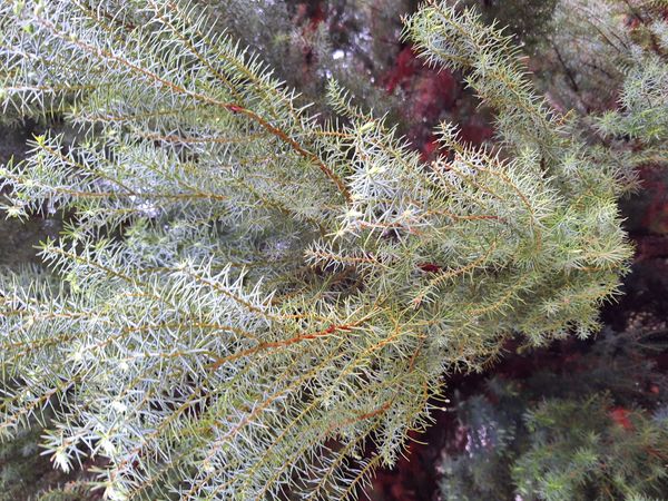 Identificação da planta Pinheiro-do-japão por foto