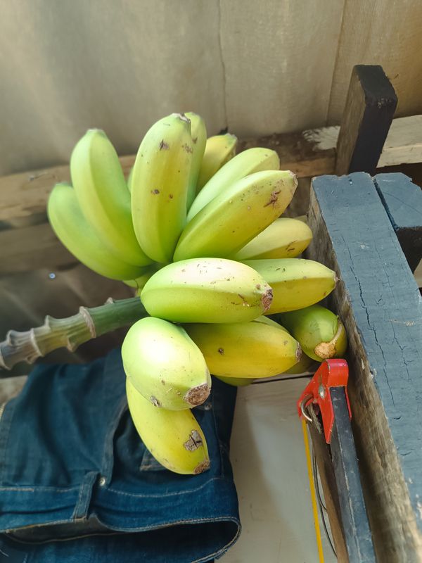 Identificação da planta Bananeira por foto