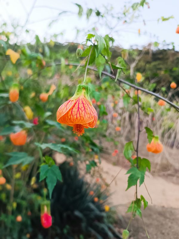 Identificação da planta Abutilon por foto