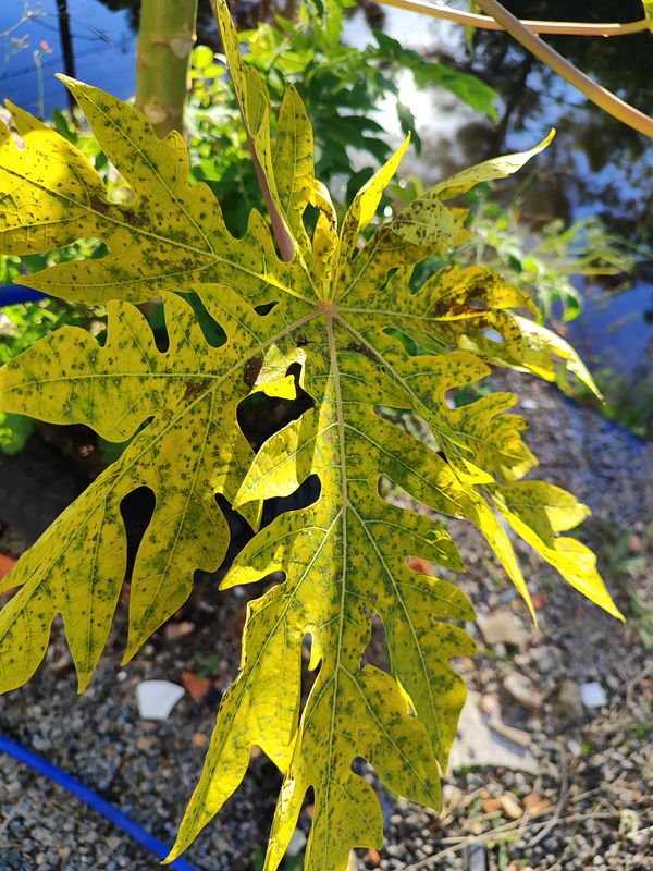 Identificação da planta Mamão por foto