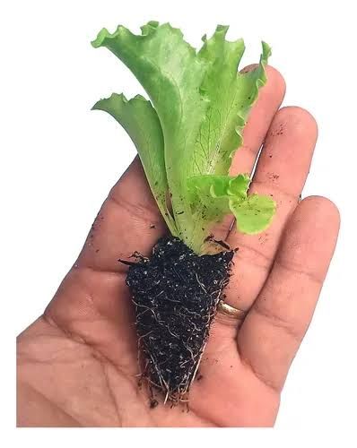 Identificação da planta Alface por foto