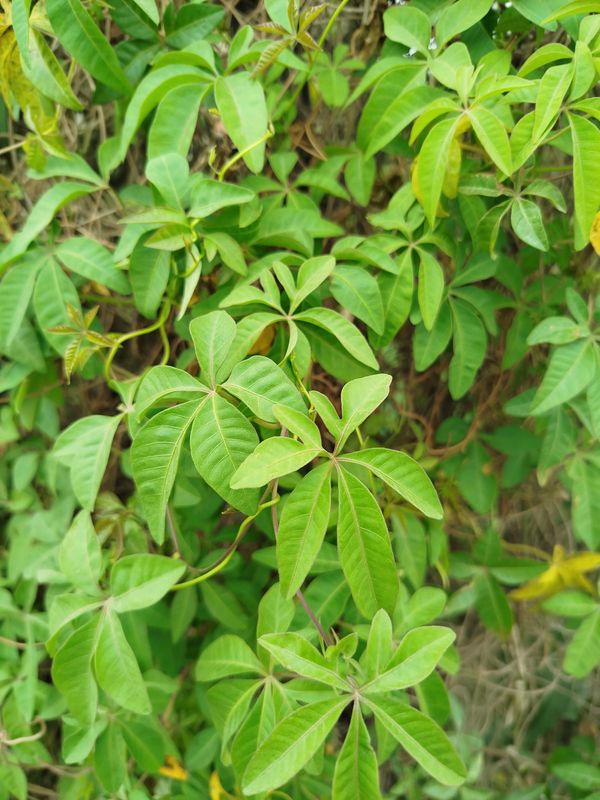 Identificação da planta Sete-léguas por foto