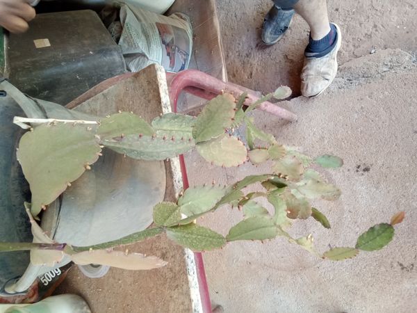 Identificação da planta Cacto-macarrão por foto