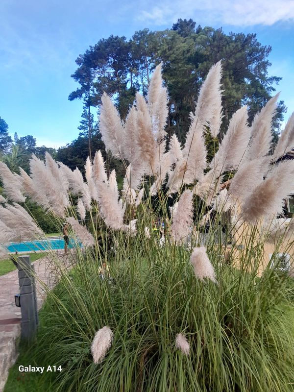 Identificação da planta Capim-dos-pampas por foto